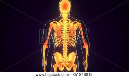3d Illustration Concept Of Human Skeleton System Bone Joints Anatomy