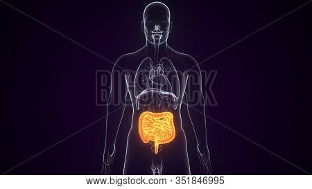 Human Body Small Large Image & Photo (Free Trial) | Bigstock