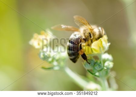 Bee Collects Nectar From Potentilla Erecta, Tormentilla, Potentilla Laeta, Tormentil, Septfoil Or Er