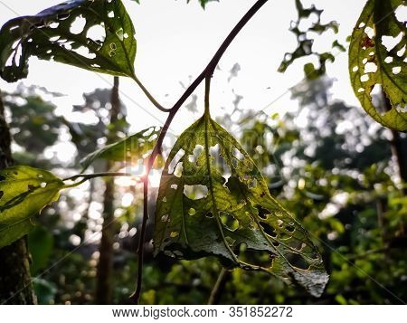 This Is The Leaf Of Ziziphus Mauritiana, Also Known As Chinese Date, Ber, Chinee Apple, Indian Plum,