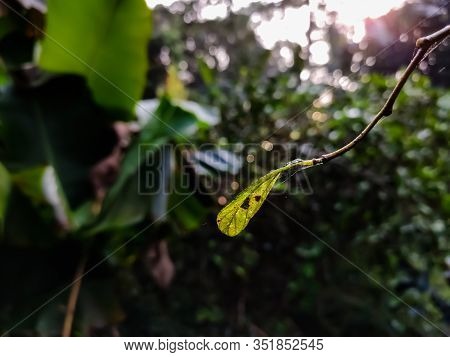 This Is The Leaf Of Ziziphus Mauritiana, Also Known As Chinese Date, Ber, Chinee Apple, Indian Plum,