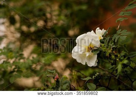 Rosa Pimpinellifolia, The Burnet Rose , Scotch Rose, Which Is Particularly Associated With Scotland,