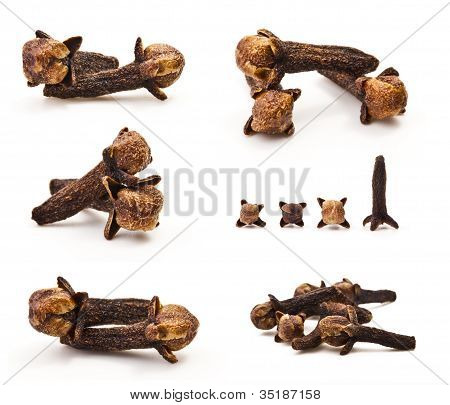 Collection of Carnation (spices)