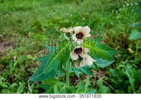 Henbane Black ( Lat. Hyoscýamus Níger) Poisonous Plant.