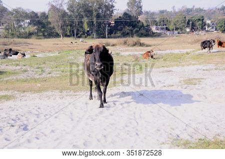 Black Cow Looking Towards Camera Himachal Pradesh India Large View