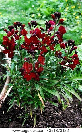 Flowers Erysimum Capitatum Red End Yellow