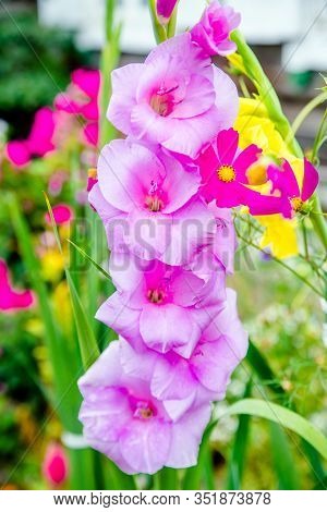 Pink Gladioli In The Botanical Garden.pink Gladioli.