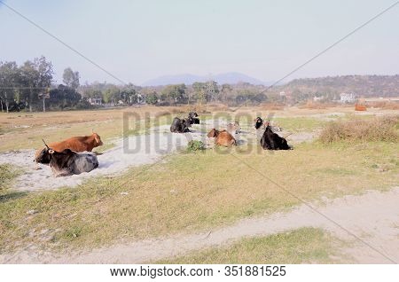 Group Of Indian Cow Seating Together On Ground Himachal Pradesh India  1