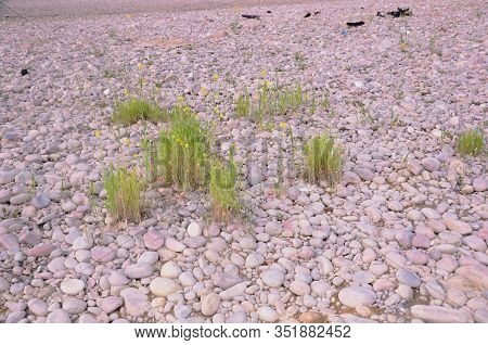 Groups Of Grass In Stone Himachal Pradesh India