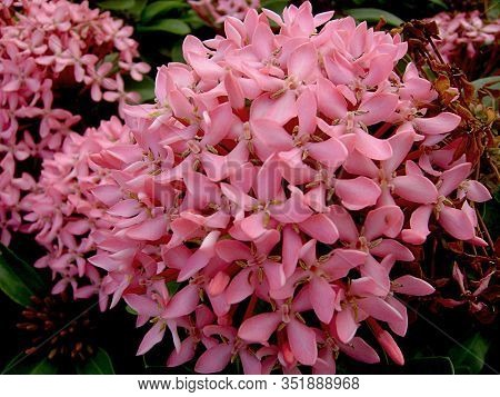 Close Up Of A Cluster Of Tropical Pink Santan Flowers, Or Santan Ixora