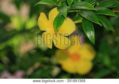 A Yellowbell Flower Partially Covered By A Couple Of Leaves, Another Yellow Bell Flower Blurred