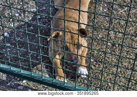 A Domestic Dog Mix Keeps And Protects Its Yard. We Do Not Allow Anyone To Pass.
