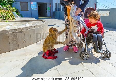 Gibraltar, United Kingdom - April 24, 2016: The Wild Monkeys In Upper Rock Nature Reserve, Stealing 