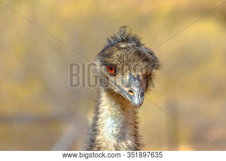 Front View Of Details Of Emu, Dromaius Novaehollandiae, Cultural Icon Of Australia. The Bird Feature