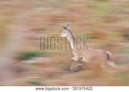 Deer In The Bellow