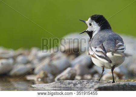 White Wagtail