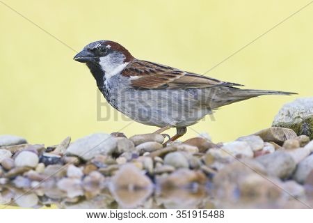 House Sparrow (passer Domesticus)