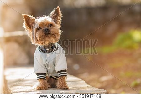 Yorkshire Terrier sits in a jacket on the street