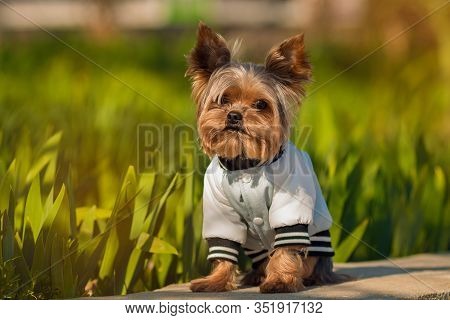 Yorkshire Terrier sits in a jacket on the street