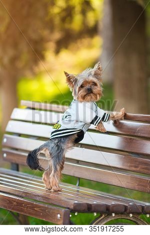 Yorkshire Terrier in a jacket is standing on a bench in the park
