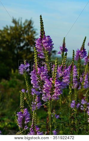 Amazing Dainty Mauve Flowers Of Physostegia Virginiana Vivid With Natural Background.