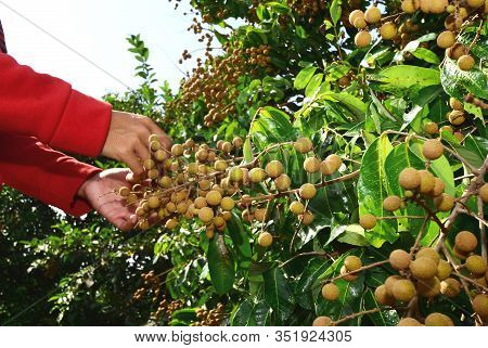 Fresh Longan Fruit On The Tree, Close Up Details Of Longan Fruit Or Kelengkeng Fruit. Longan Fruit H