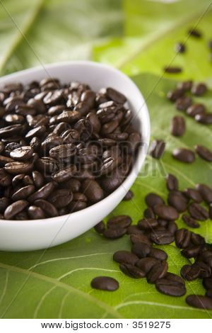 Granos de café en las hojas verdes