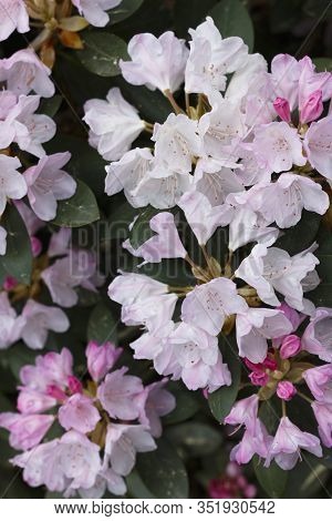 Big Azalea Or Rhododendron In Garden. Season Of Flowering Azaleas (rhododendron) At Botanical Garden