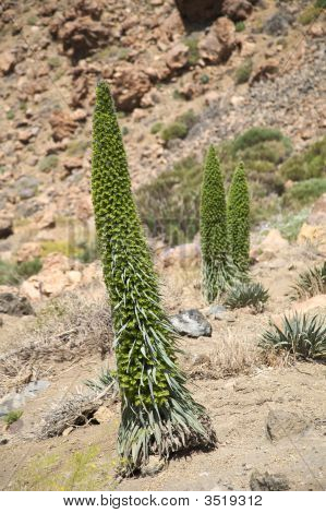 Trois plantes Tajinaste