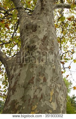 Color Of Bark American Platanus Occidentalis. Background From The Bark Of A Tree.