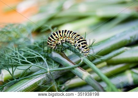 Caterpillar Of The Bedsore Of The Hawk Moth (hyles Gallii) From Ukraine. A Large Caterpillar Crawls 