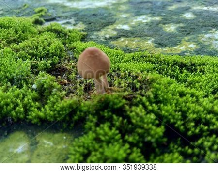 Mosses (bryophyte) On Rocks, They Are Characteristically Limited In Size And Prefer Moist Habitats. 