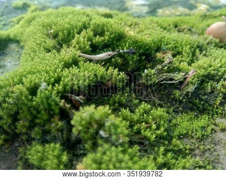 Mosses (bryophyte) On Rocks, They Are Characteristically Limited In Size And Prefer Moist Habitats. 