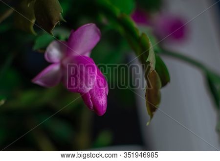 Beautiful Flower Buds Of Zygocactus Known As Easter Cactus Or Whitsun Cactus.