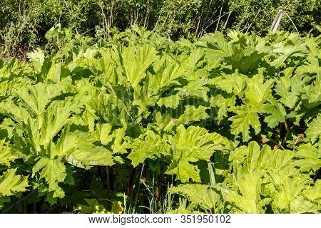 Large Green Leaves Of Hogweed, Cow Parsnip Plant In Summer, Heracleum Sosnowskyi