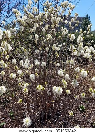 Early Spring Landscape With Blooming White Flower Bushes Of Witch Alder, Fothergilla Gardenii.