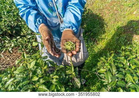 Worker on tea planation. Woman showing tea leaves