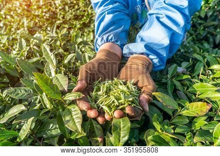 Worker on tea planation. Woman showing tea leaves