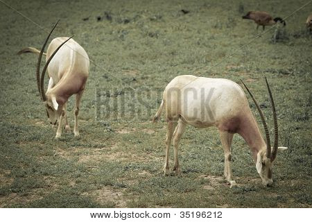 Oryx