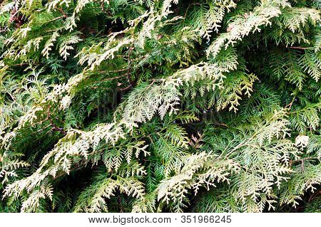 Green Christmas Twigs Of Thuja Evergreen Coniferous Tree On Natural Background Close Up View. Select