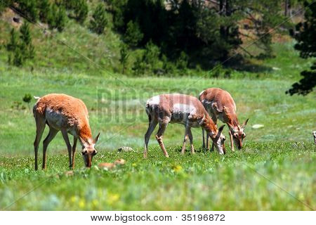 Pronghorn (อเมริกานา Antilocapra)