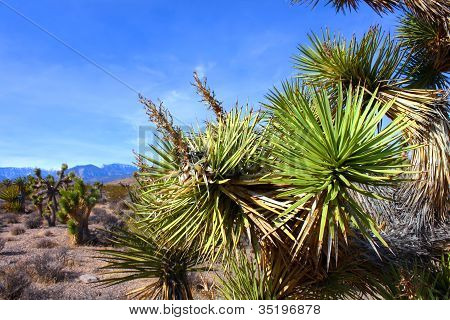 Joshua Tree (Yucca brevifolia) Nevada