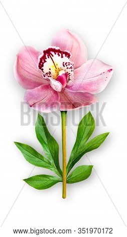 Offbeat Orchid Flower. Composition Of Pink Orchid With Peony Leaves. Art Object On A White Backgroun
