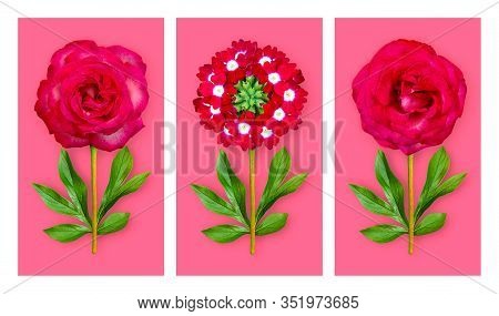 Three Offbeat Flowers On A Bright Pink Background. Composition Of Light Red Roses And Verbena With P