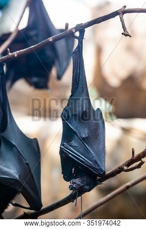 Megabat outdoors in the zoo