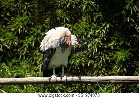 King vulture outdoors in the park