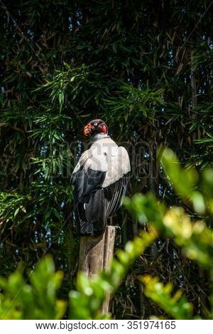 King vulture outdoors in the park