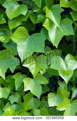 Bright Green Ivy Background.hedera Helix On Outdoor