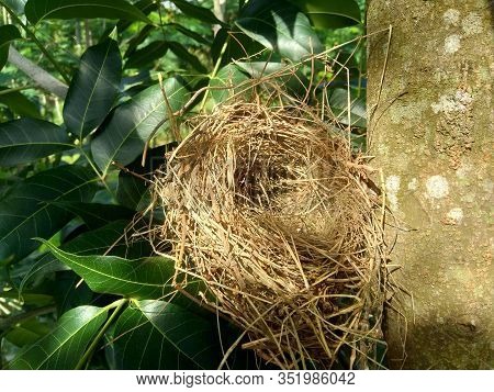 Estrildid Finches Nest On The Branch With Leaves Background