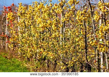 orchard with apples, Southern Moravie, Czech Republic